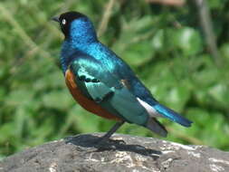 Image of Superb Starling