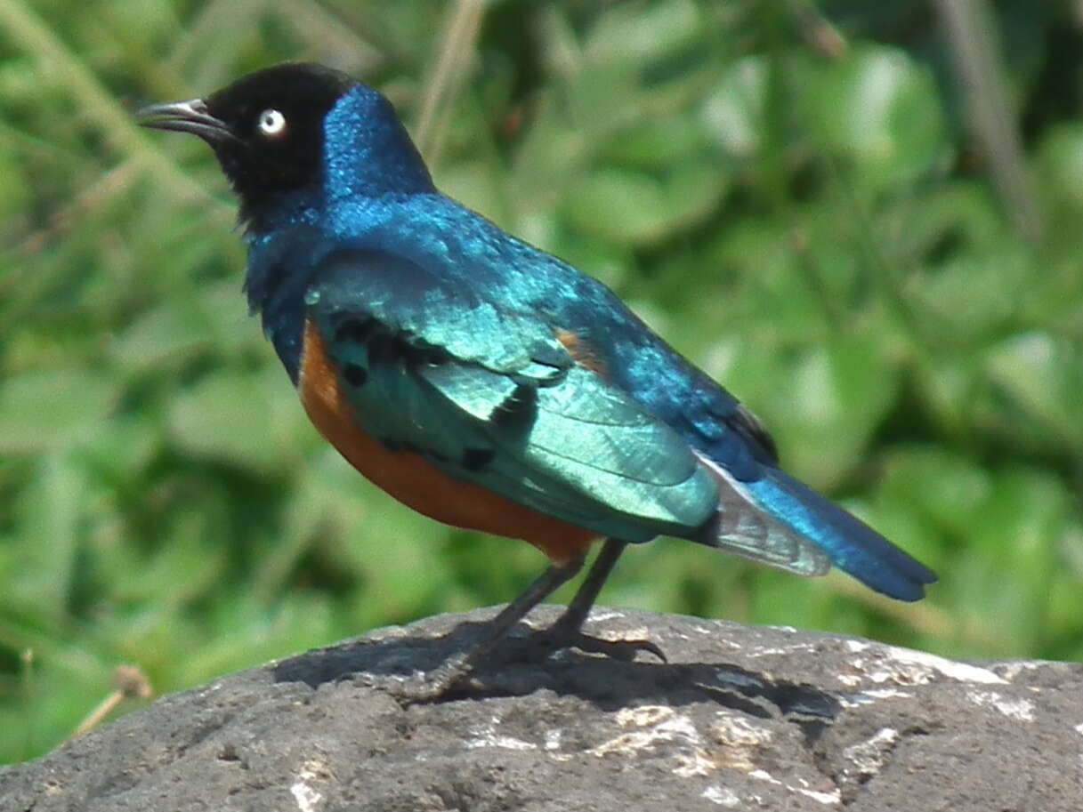 Image of Superb Starling