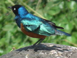 Image of Superb Starling