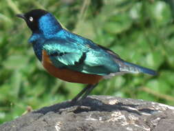 Image of Superb Starling