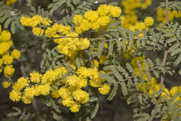 Sivun Acacia cardiophylla A. Cunn. ex Benth. kuva