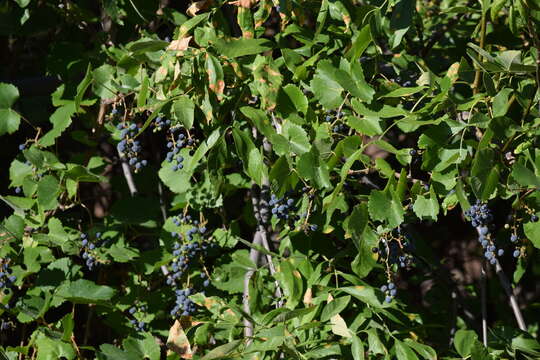 Image of California wild grape