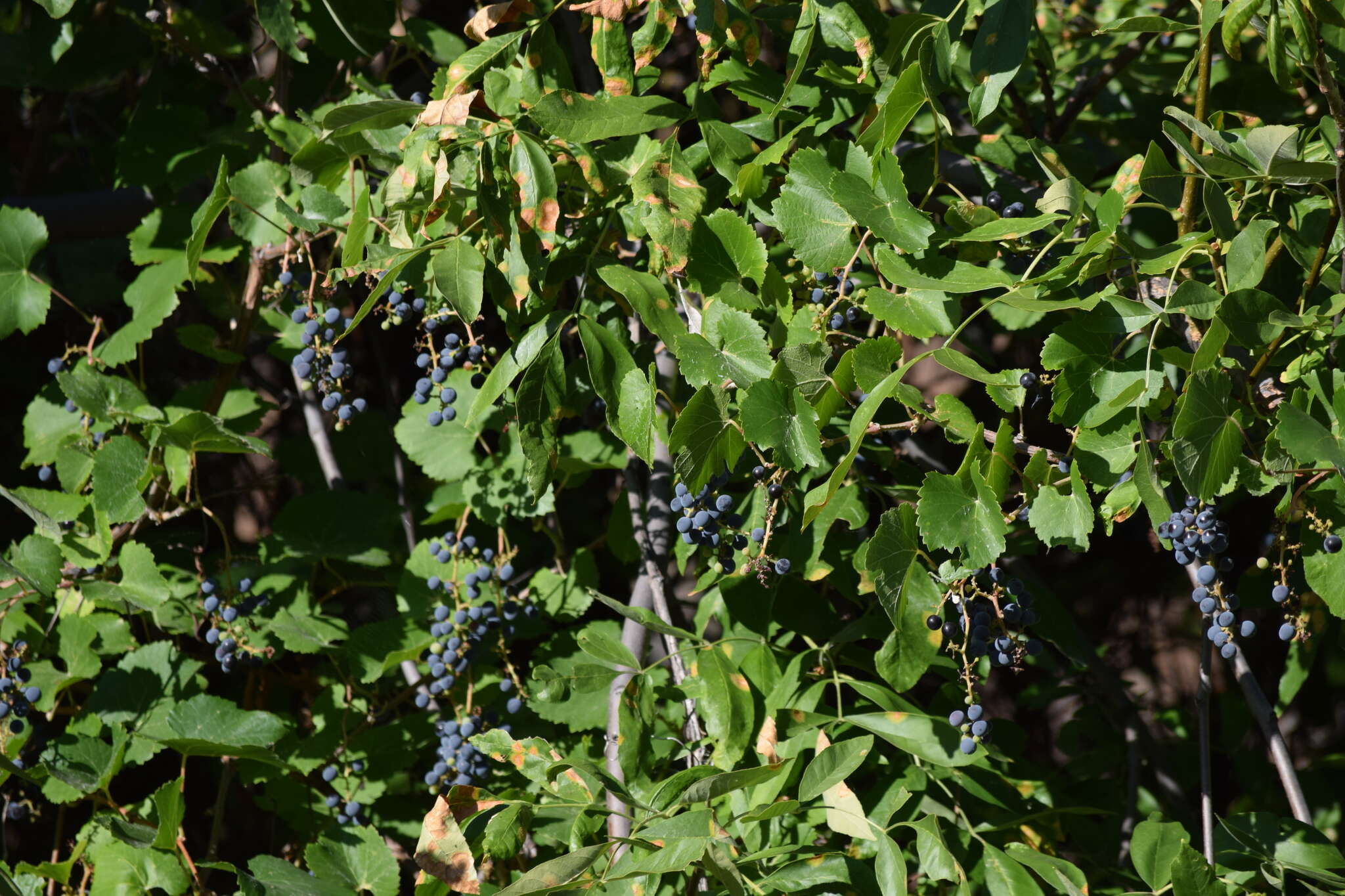 Image of California wild grape