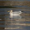 Image of <i>Larus argentatus smithsonianus</i>