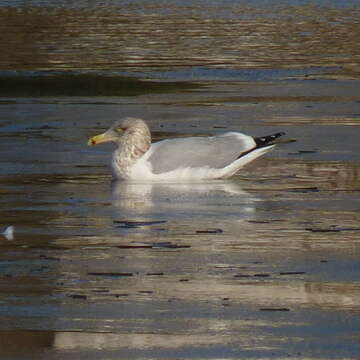 Image of <i>Larus argentatus smithsonianus</i>