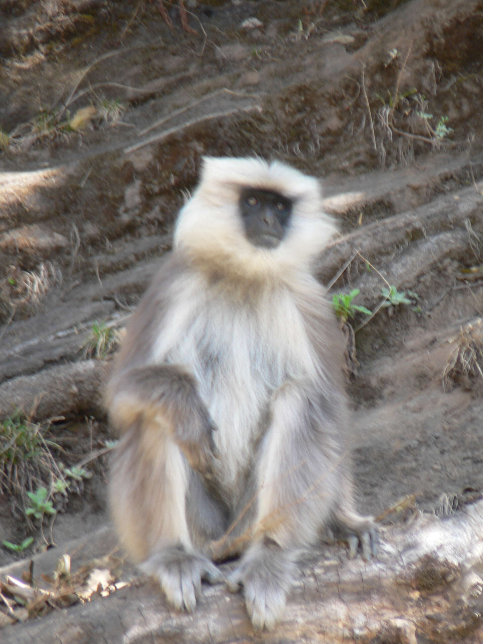 Image of Central Himalayan Langur