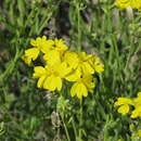 Image of greenstem paperflower