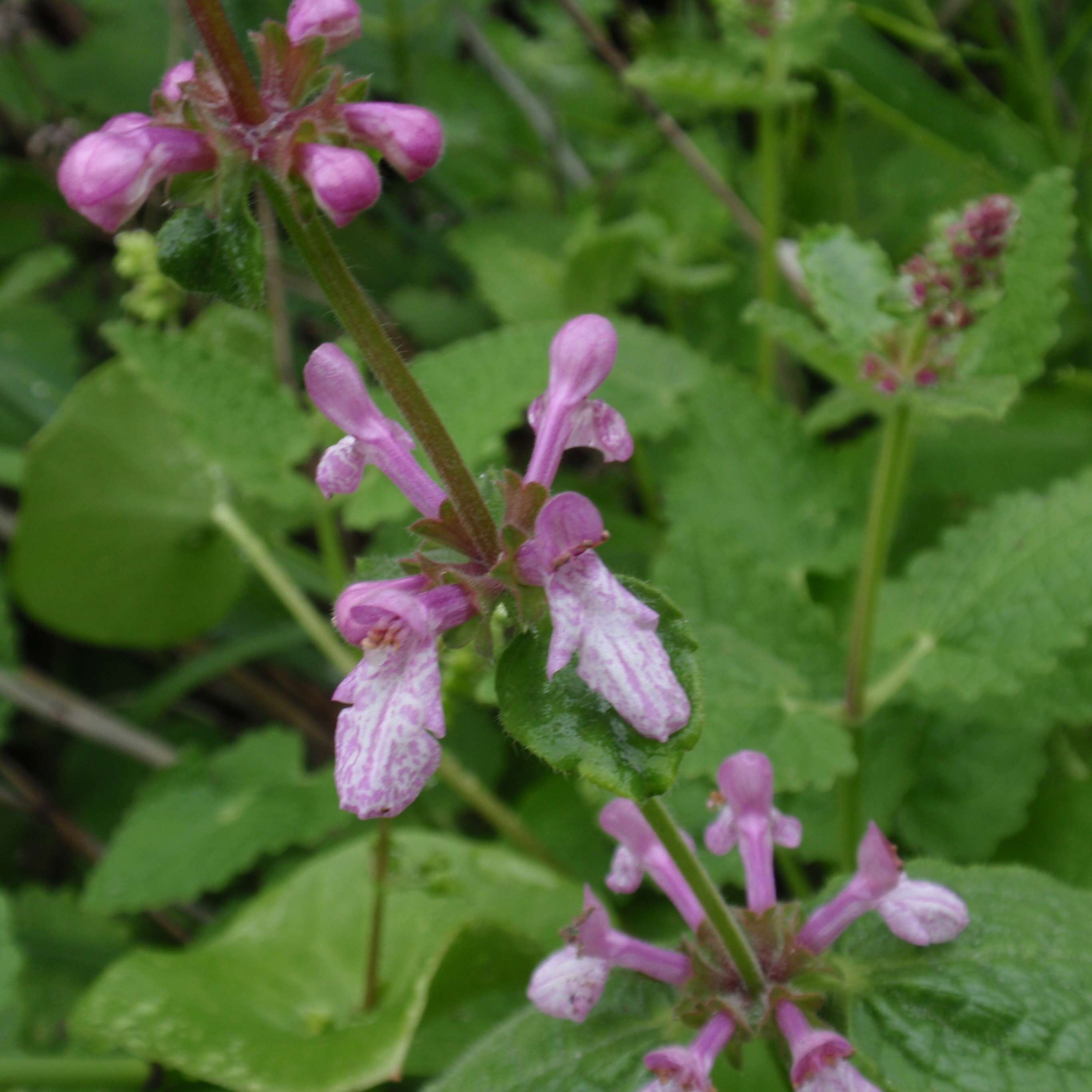 Stachys bullata Benth. resmi