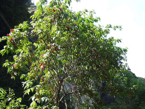 Image of Red-berried Elder