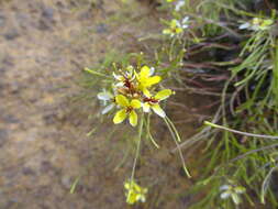 Image de Sinapidendron frutescens (Sol.) Lowe