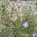 Image of Monarto Mint-bush