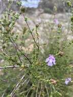 Prostanthera eurybioides F. Muell. resmi