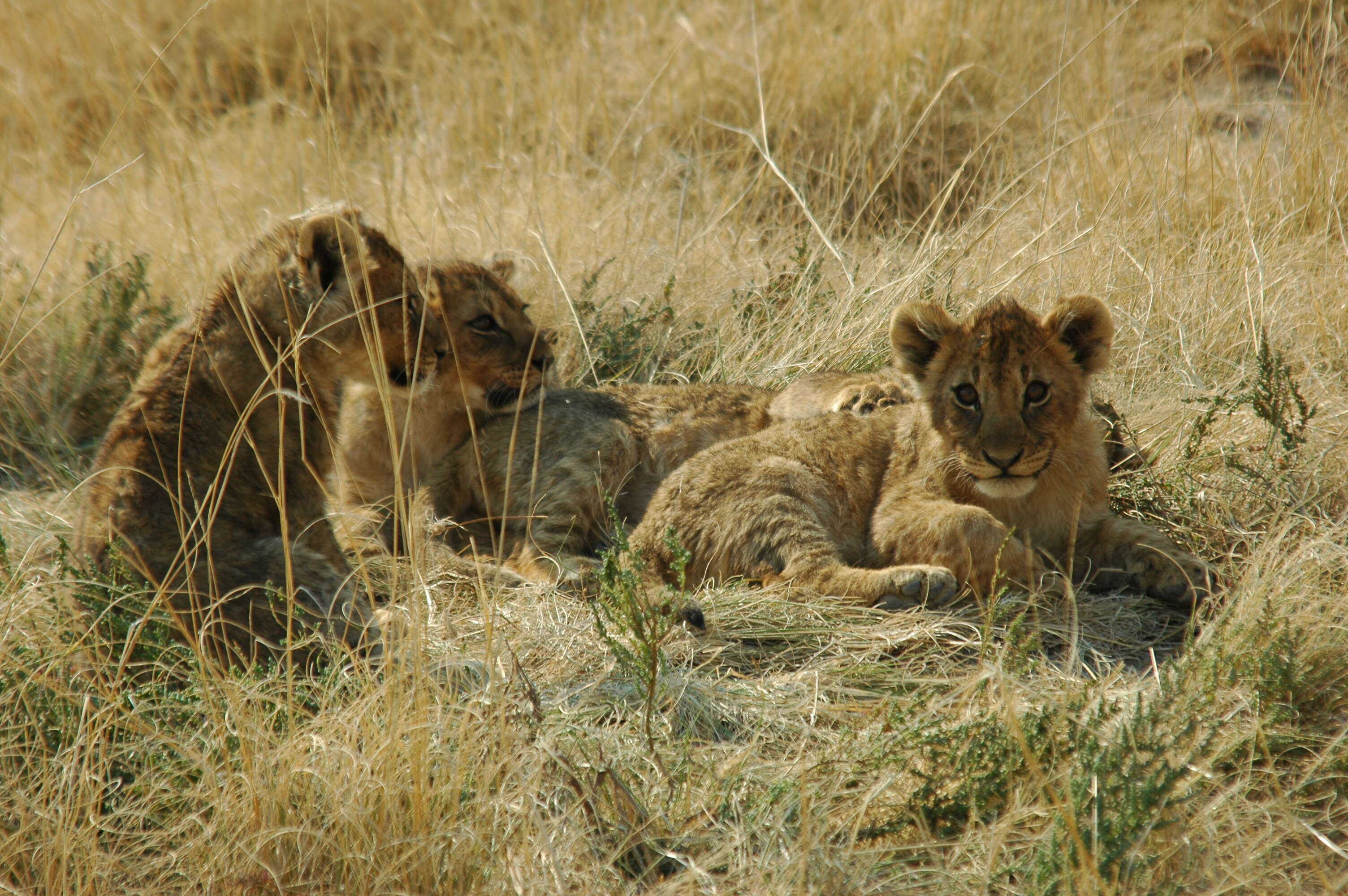 Image of Pantherinae