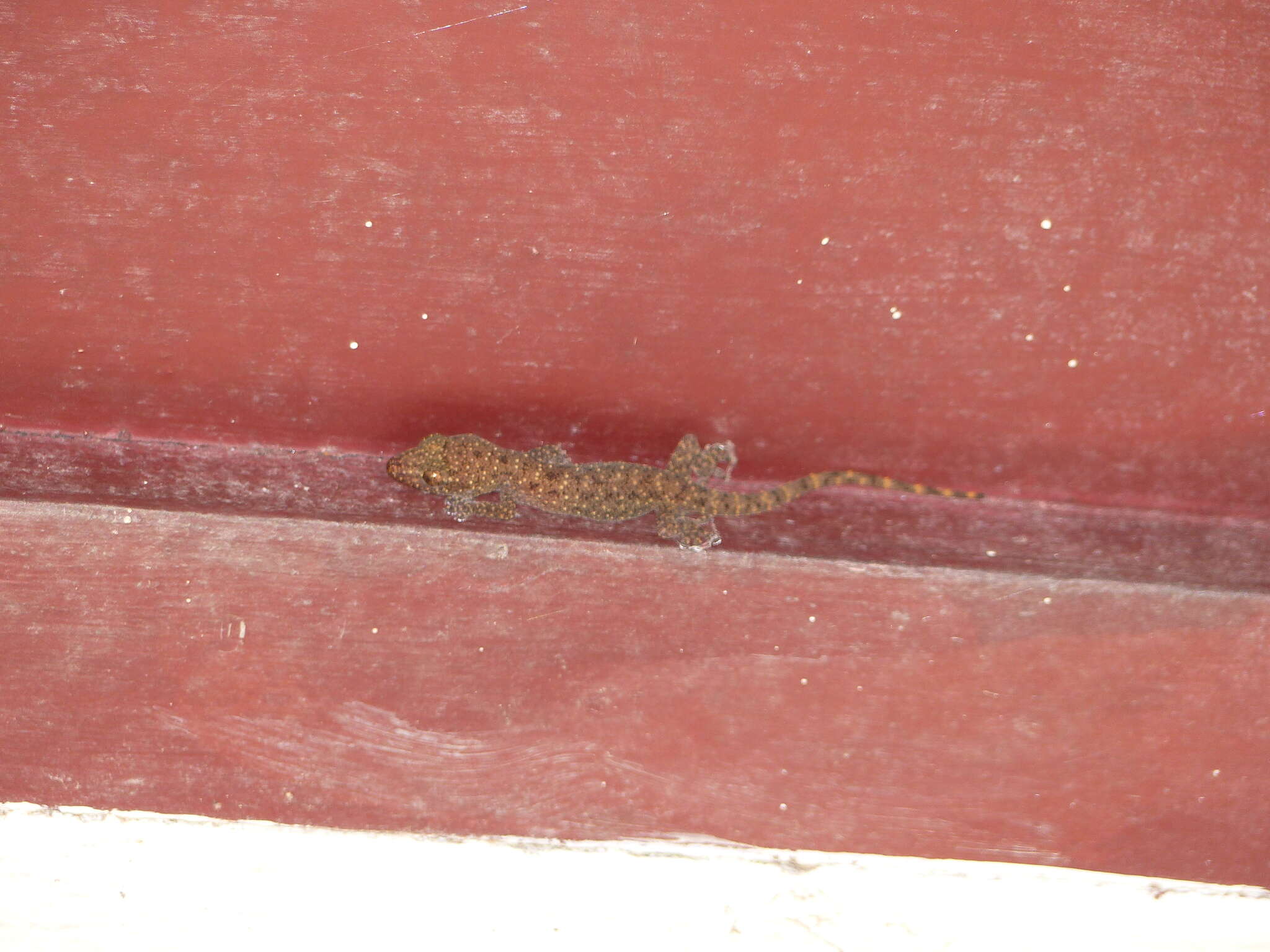 Image of Spotted house gecko