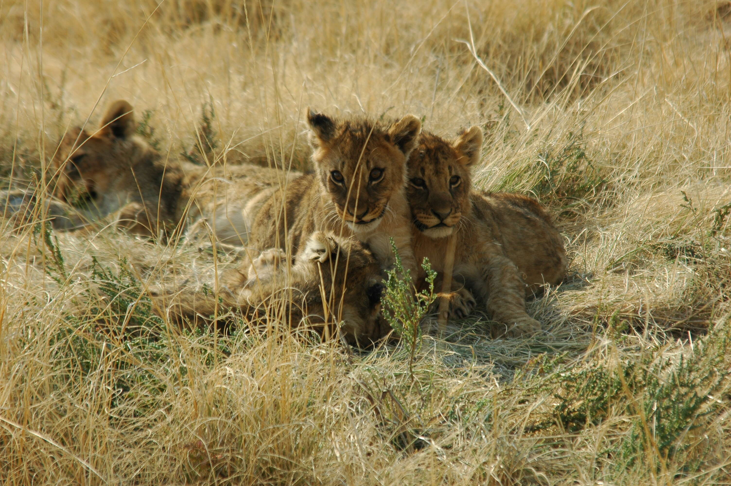 Imagem de Pantherinae