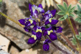 Imagem de Lupinus flavoculatus A. Heller