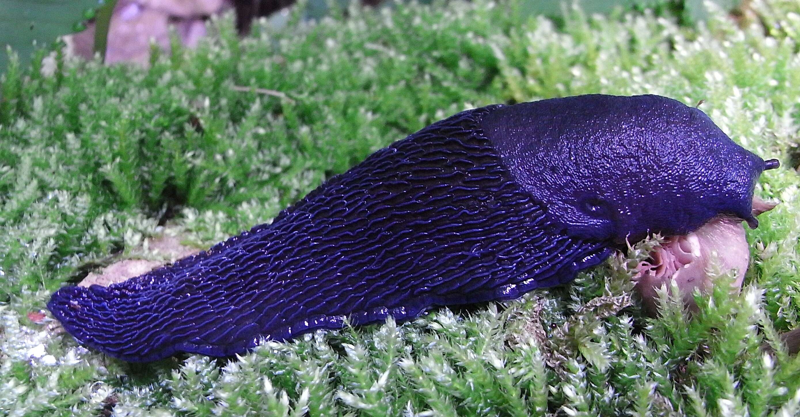 Image of Carpathian blue slug