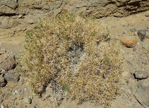 Imagem de Azorella prolifera (Cav.) G. M. Plunkett & A. N. Nicolas