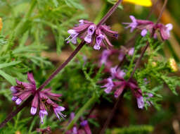 Imagem de Salvia judaica Boiss.