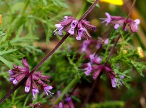 Imagem de Salvia judaica Boiss.