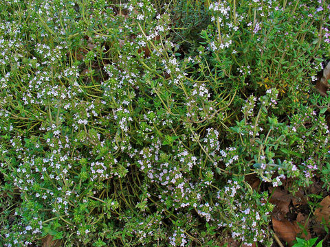 Image of Common Thyme