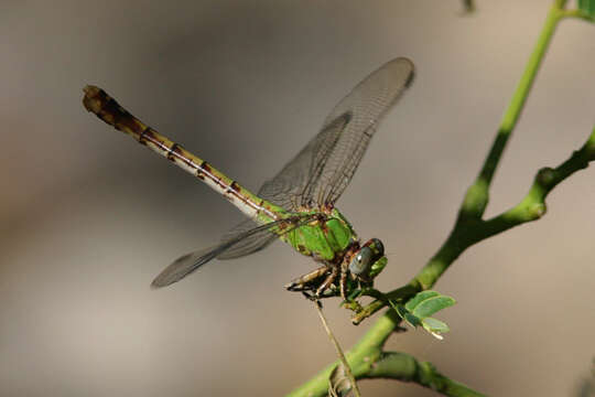 صورة Ophiogomphus westfalli Cook & Daigle 1985