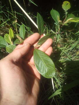 Image of Late Cotoneaster