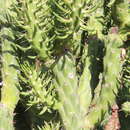 Plancia ëd Austrocylindropuntia subulata (Muehlenpf.) Backeb.