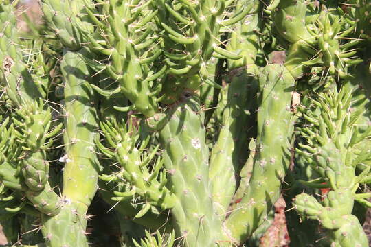 Слика од Austrocylindropuntia subulata (Muehlenpf.) Backeb.