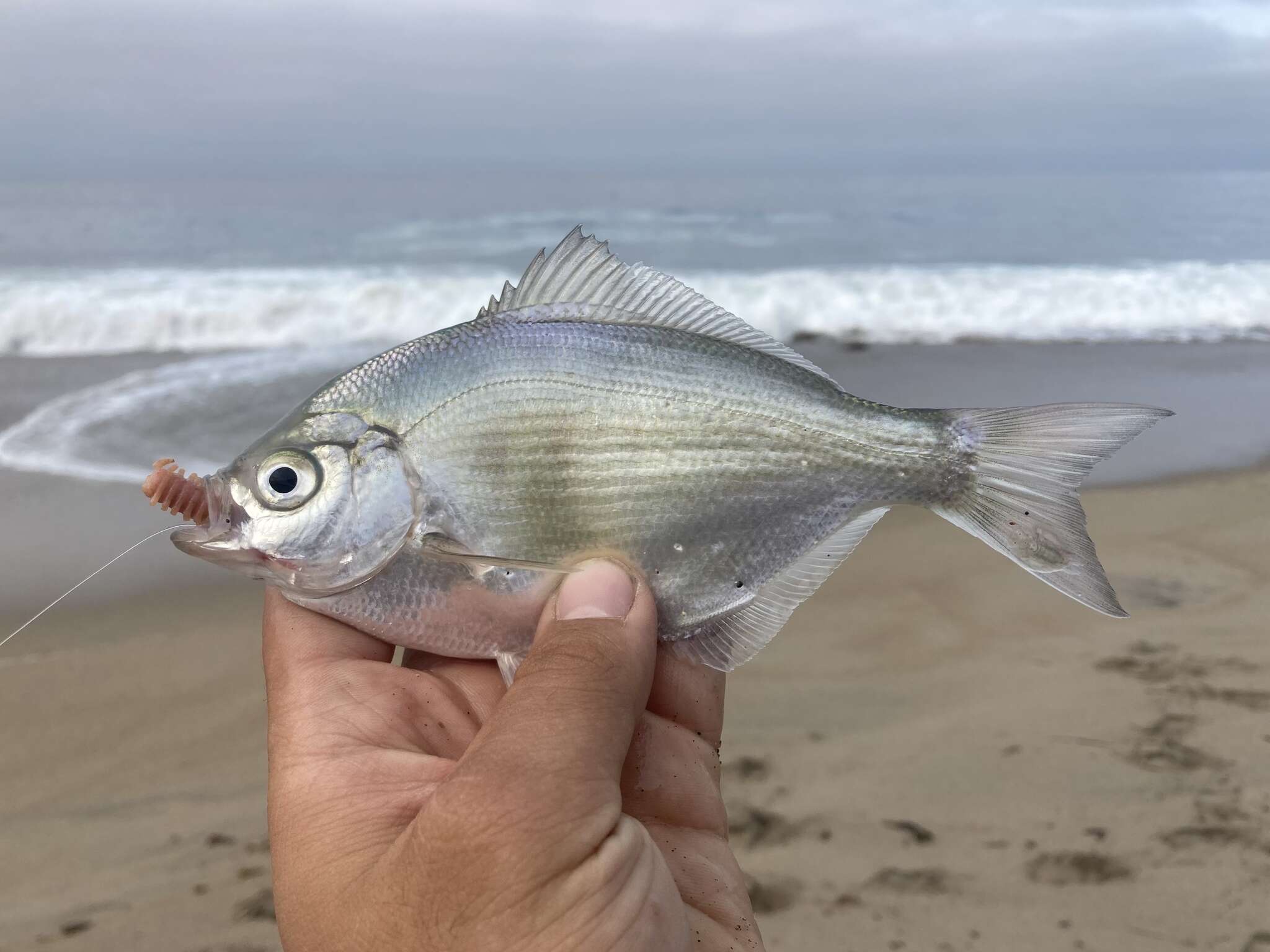 Image of Silver surfperch