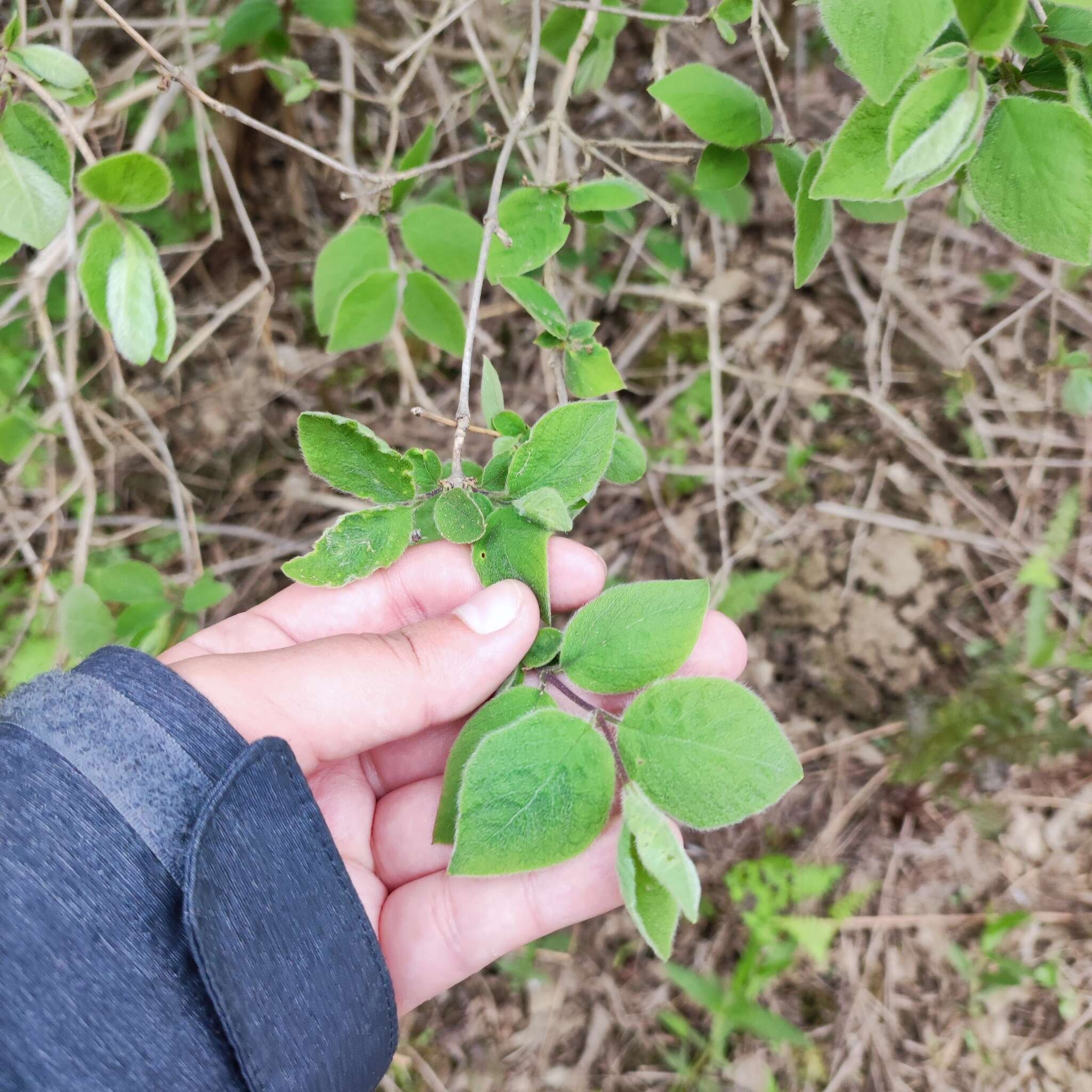 Image of Lonicera praeflorens Batalin