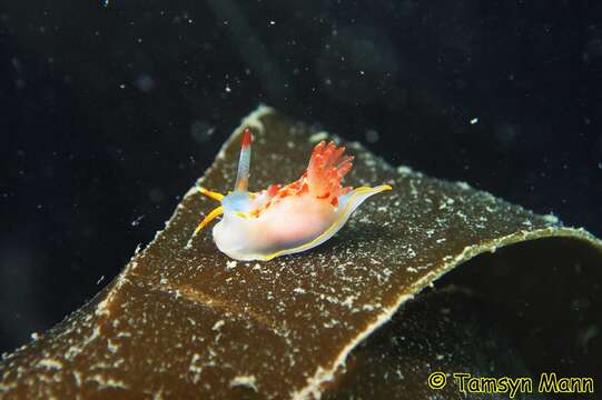 Image of yellow skirt slug