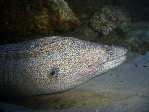 Image of moray, murry