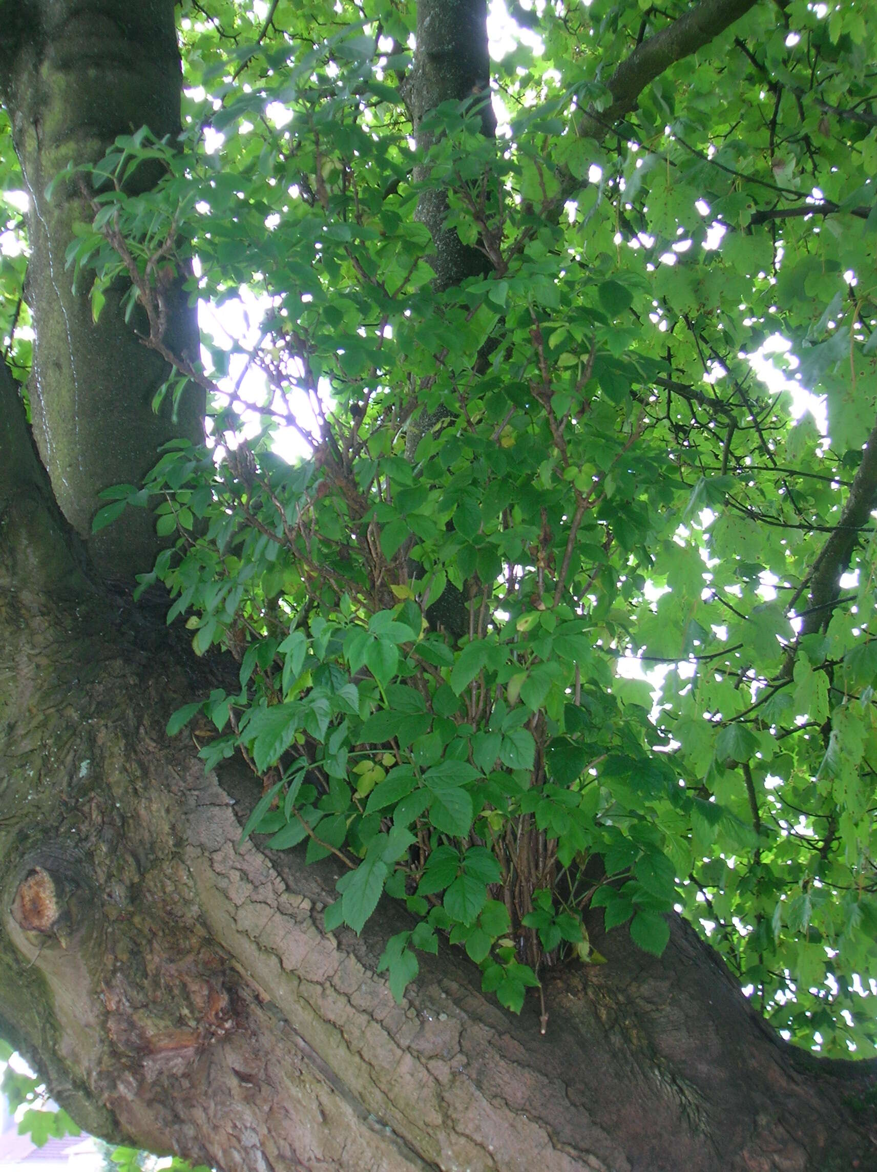 Imagem de Sambucus nigra L.