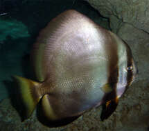 Image of Orbicular batfish