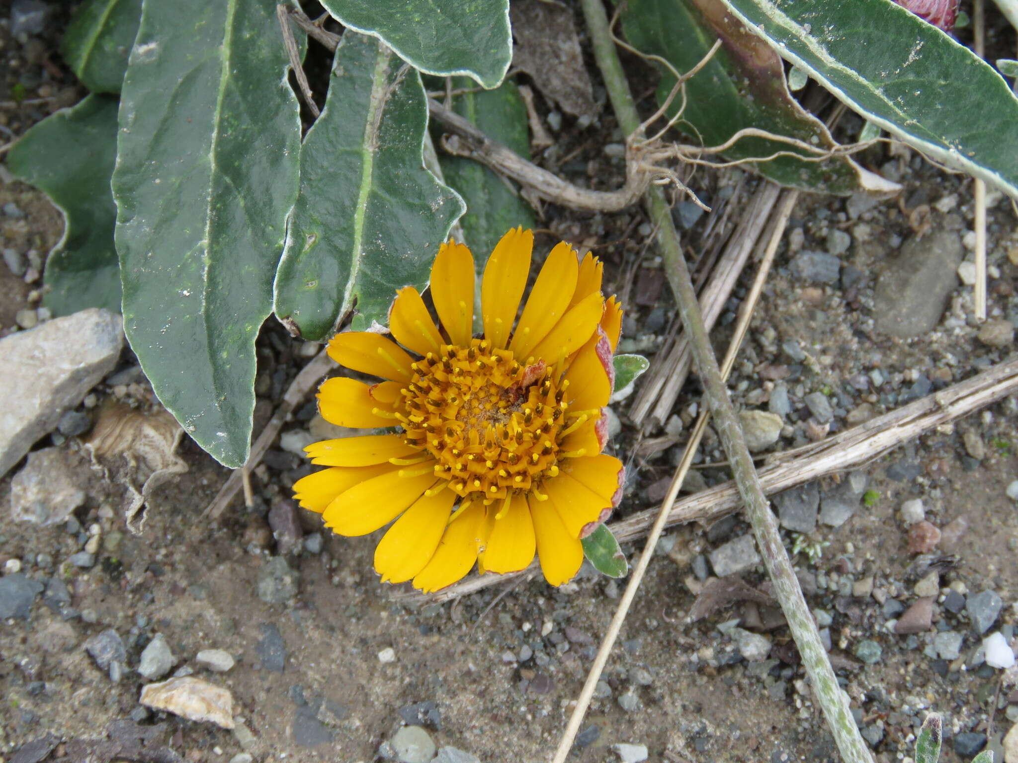 Image of Trichocline reptans (Wedd.) B. L. Rob.