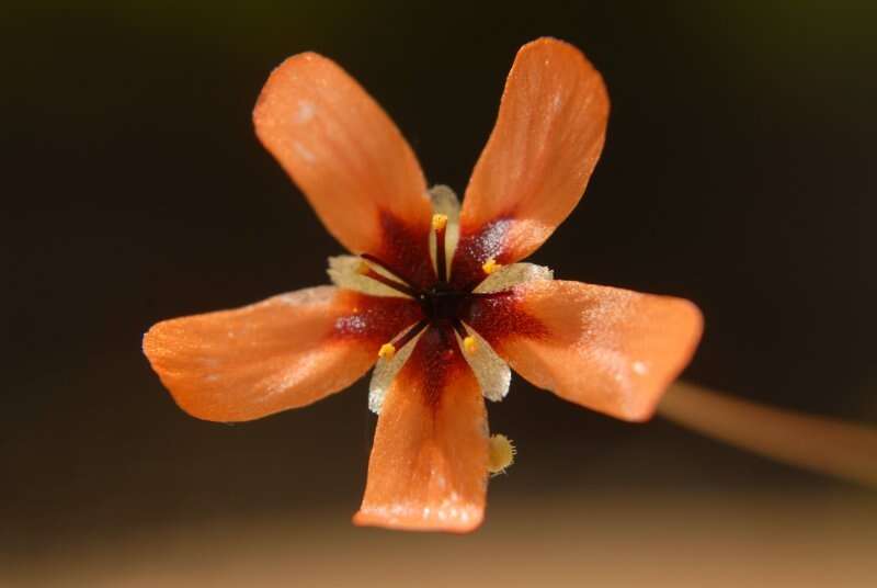 Image of Drosera callistos N. Marchant & Lowrie