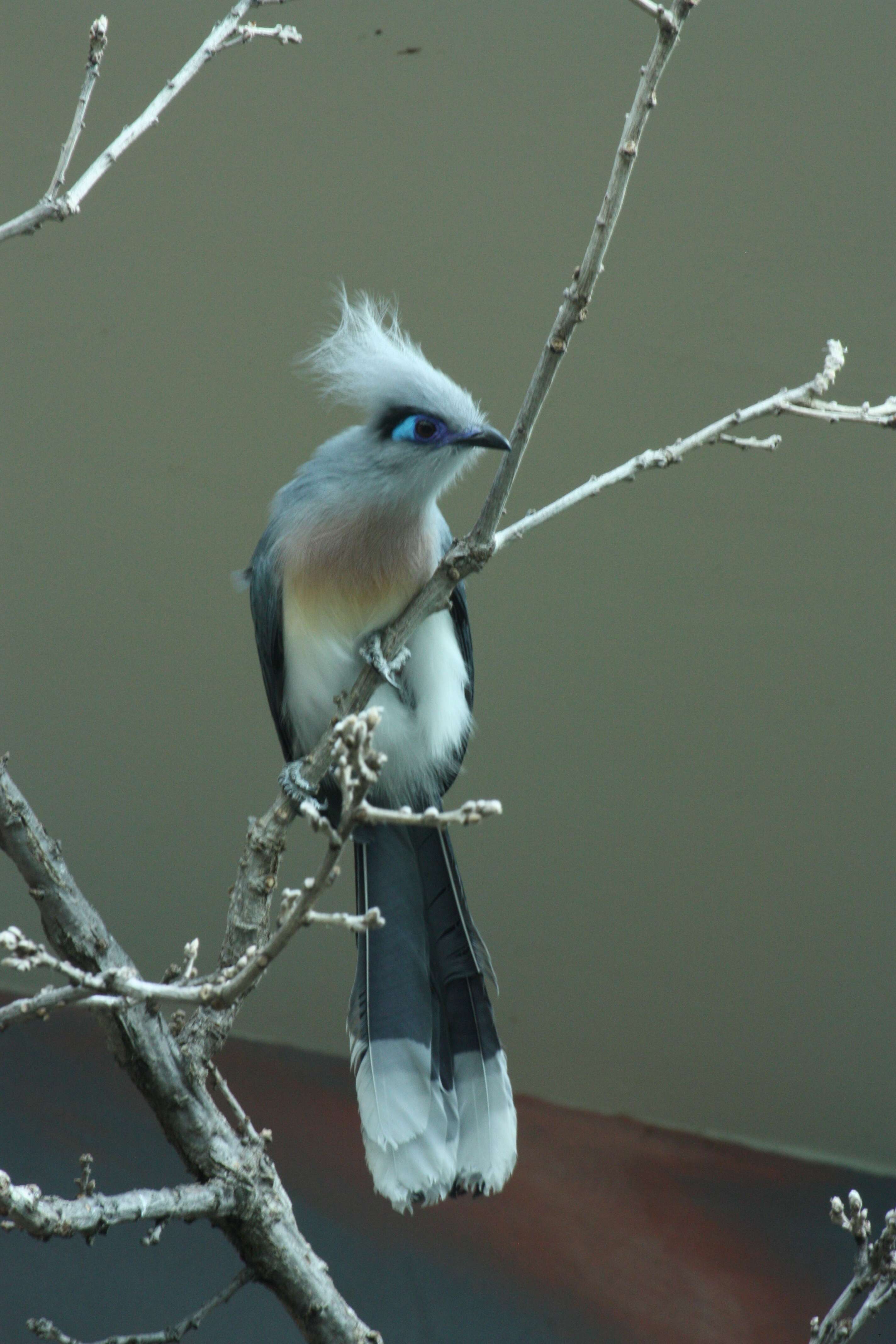 Image of Crested Coua