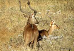 Image de Tragelaphus buxtoni (Lydekker 1910)