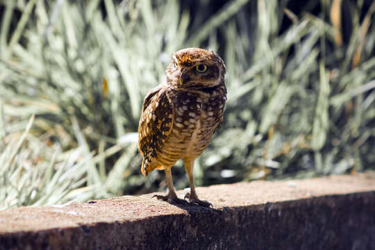 Image of Burrowing Owl