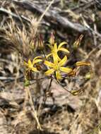 Слика од Bloomeria crocea var. aurea (Kellogg) Ingram