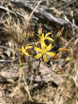 Слика од Bloomeria crocea var. aurea (Kellogg) Ingram