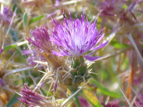 Image of red star-thistle