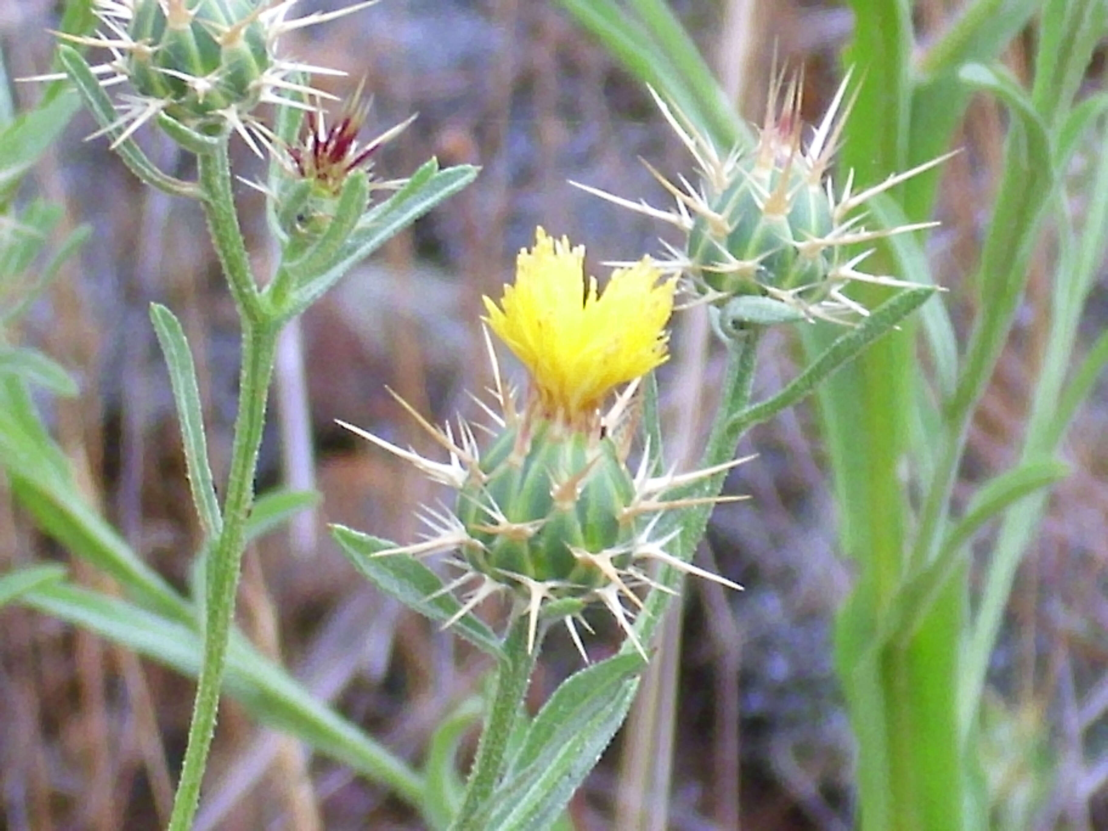 Imagem de Centaurea melitensis L.