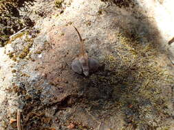 Image of Bristlecone Fir