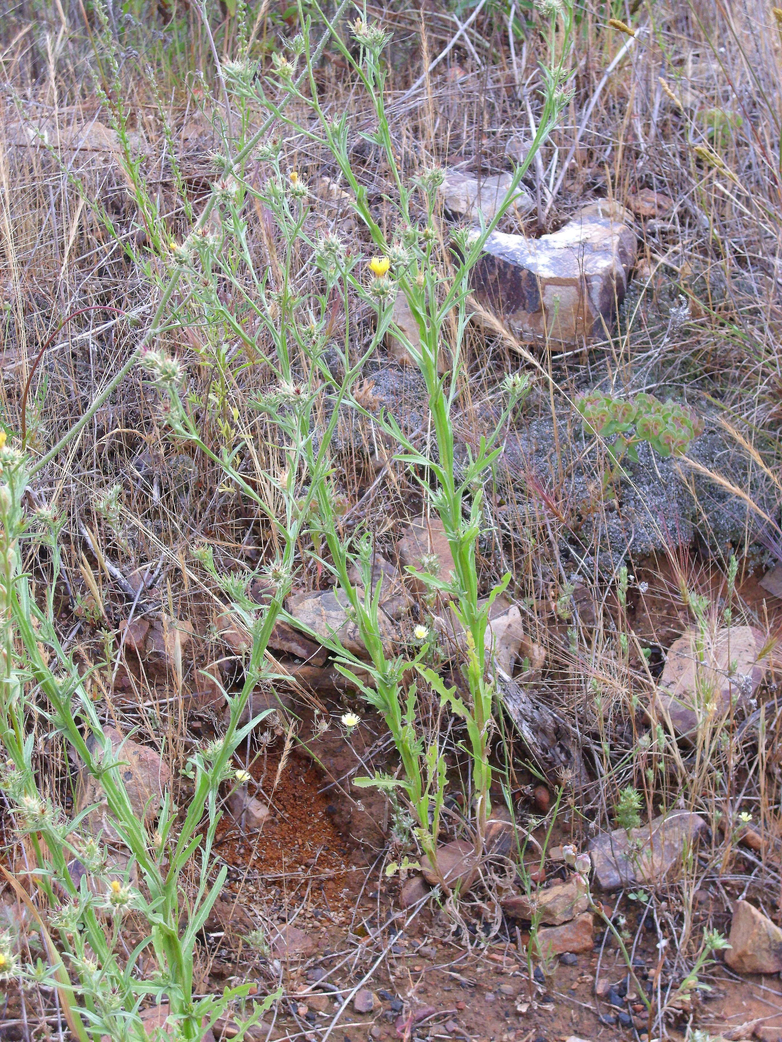 Image of Maltese star-thistle