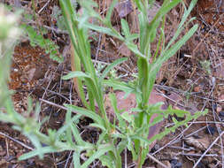 Imagem de Centaurea melitensis L.