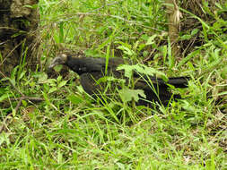 Image of Lesser Yellow-headed Vulture