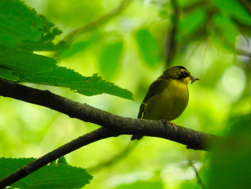 Image of Kentucky Warbler