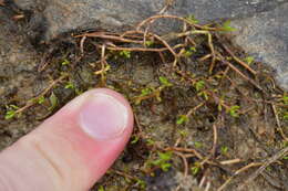 Image of Crassula sinclairii (Hook. fil.) A. P. Druce & D. R. Given